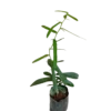 Cây giống xáo tam phân