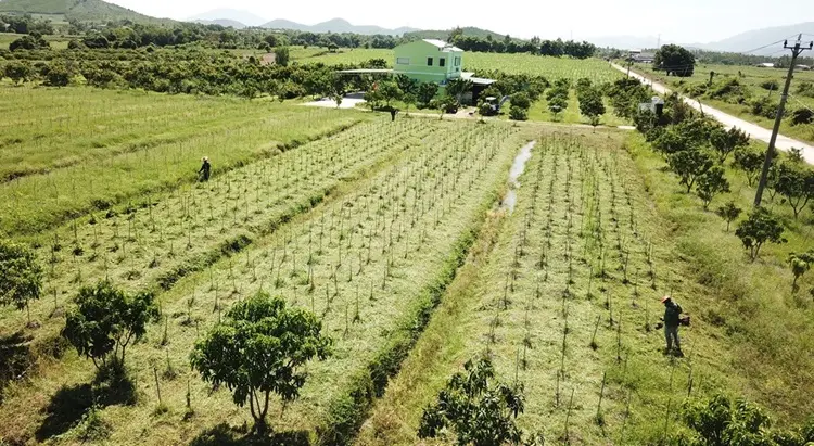 Hình ảnh cây giống xáo tam phân