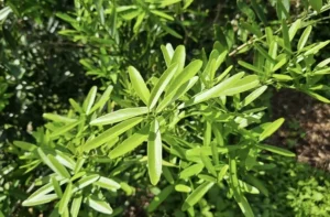 Cây xáo tam phân khánh hòa