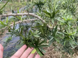 cây xáo tam phân khánh hòa