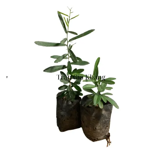 Cây giống xáo tam phân