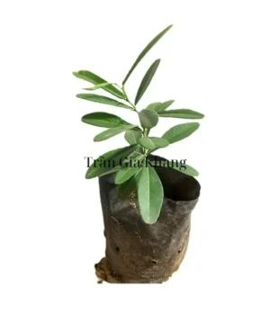 Hình ảnh cây giống xáo tam phân