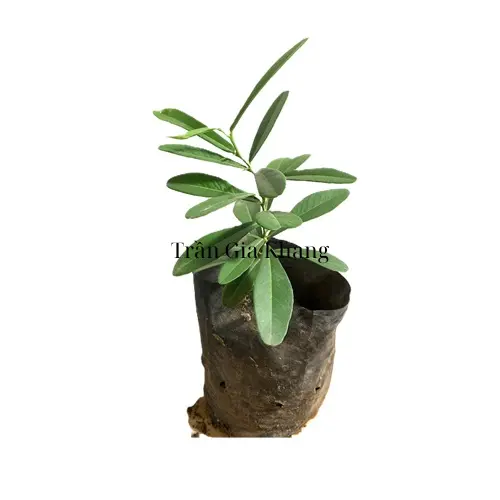 hinh-anh-cay-giong-xao-tam-phan Hình ảnh cây giống xáo tam phân