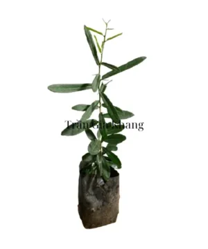 Mua cây giống xáo tam phân