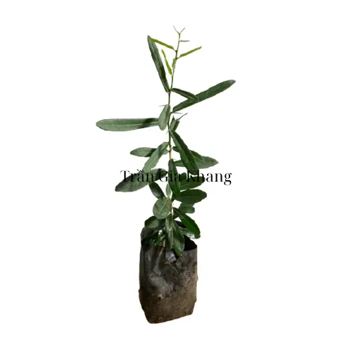Mua cây giống xáo tam phân