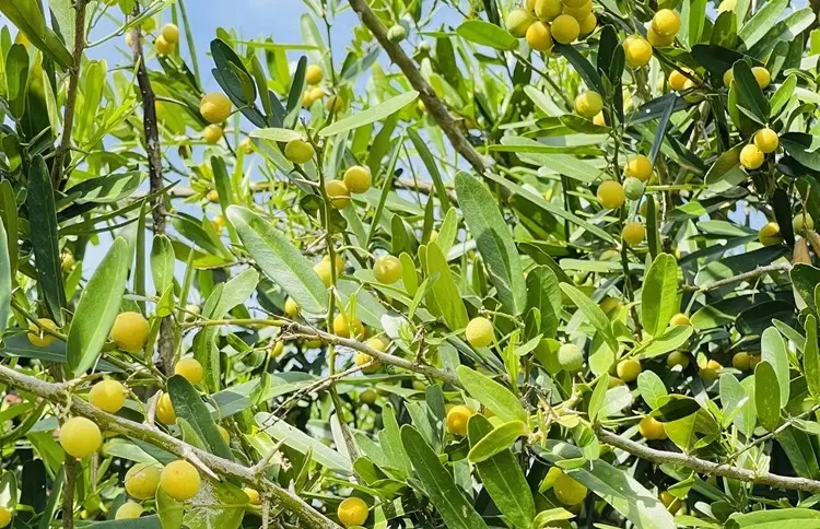 tác dụng của xáo tam phân
