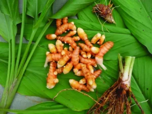 củ nghệ