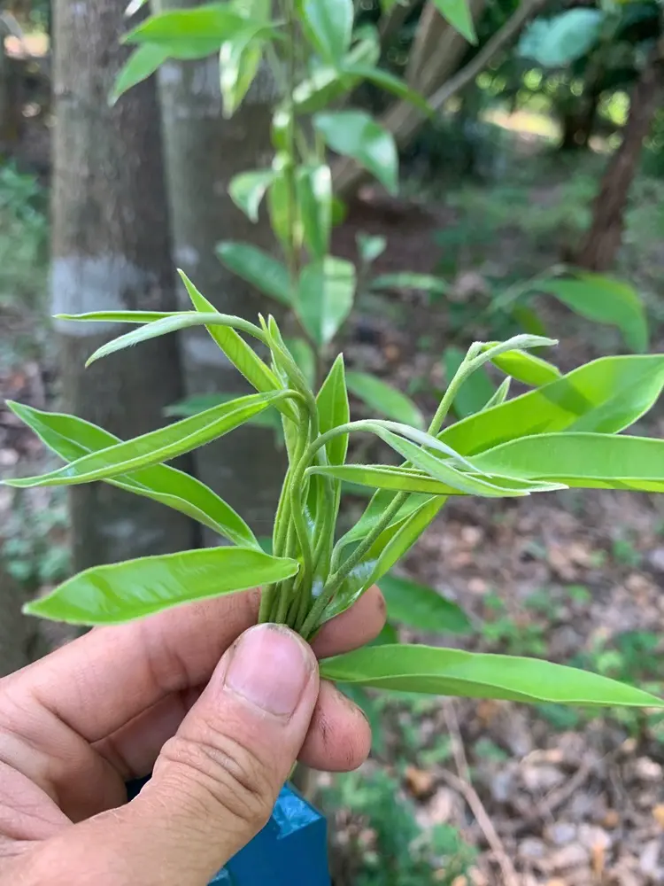 lá gió bầu