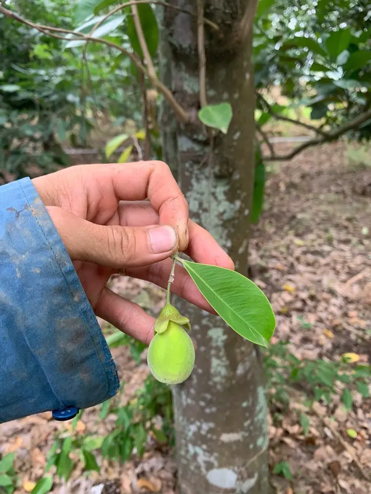 Trái gió bầu