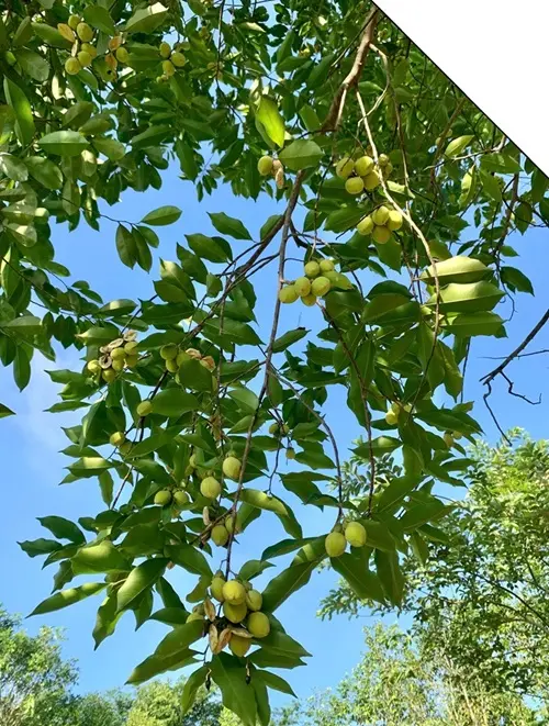 bông trầm hương
