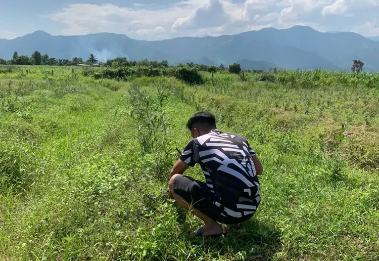 trồng xáo tam phân