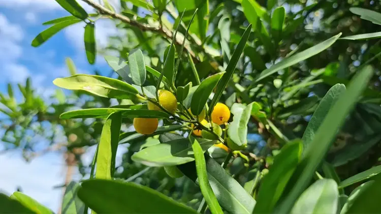 Trái xáo tam phân